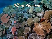 Массаж ракушками