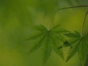 Эффективность альгинатных масок не поддается сомнению