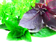 Базилик и его полезные свойства